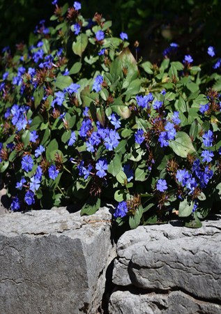 ЦЕРАТОСТІГМА плюмбагоподібна Gentian Blue